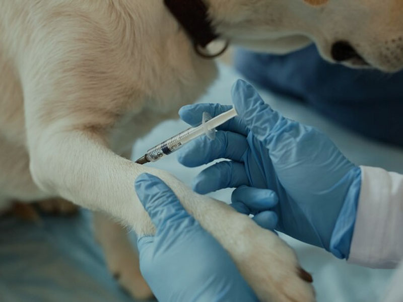 Vaksin AIM Publikasikan Data Praklinis Terbaru Vaksin mRNA Rabies dalam 