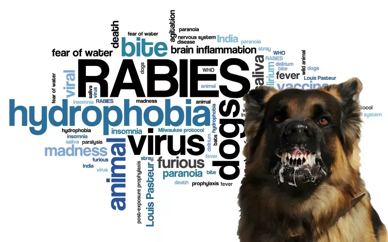 Konsensus Pakar Profilaksis Rabies Pasca Paparan pada Anak (Edisi 2025)